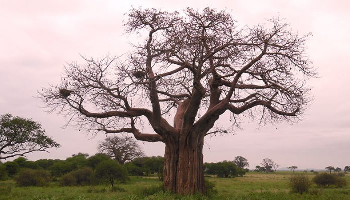 baobab 3