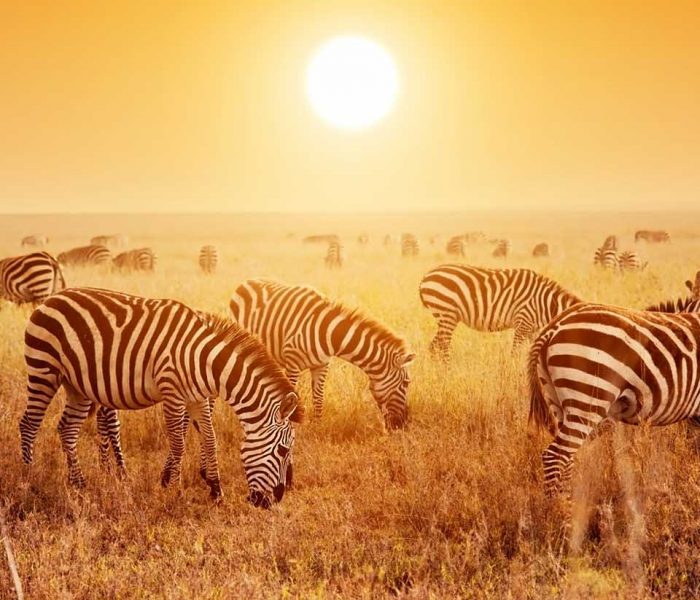 Zebras herd on savanna at sunset, Africa. Safari in Serengeti, Tanzania