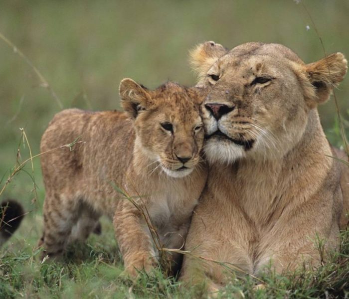 Masai Mara National Reserve