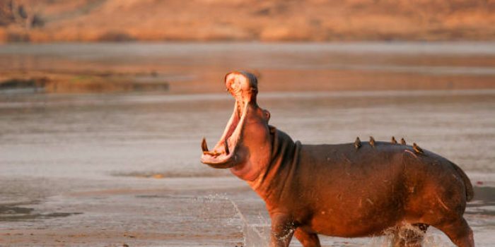 The common hippopotamus (Hippopotamus amphibius), or hippo lying in water