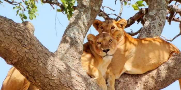 Lions in the national parks of Kenya and Tanzania