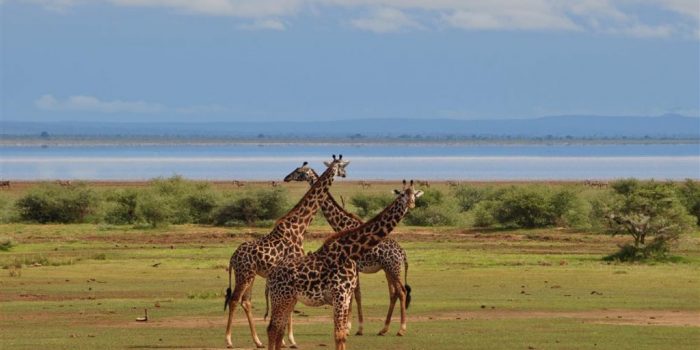 manyara 4