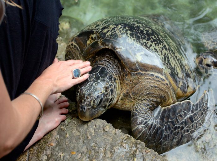 zanzibar turtle